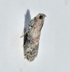 Sciota celtidella