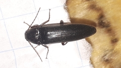 Melanotus castanipes