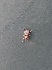 Coccotorus scutellaris