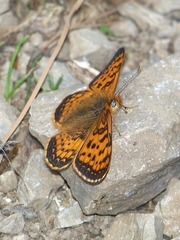 Melitaea jezabel