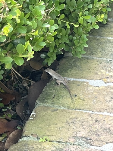 Brown Anole
