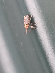 Coccotorus scutellaris