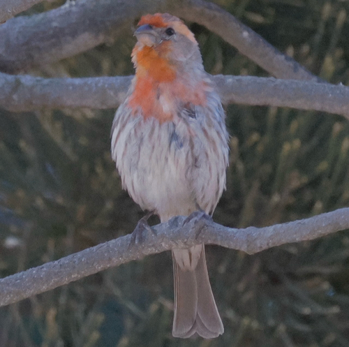 House Finch