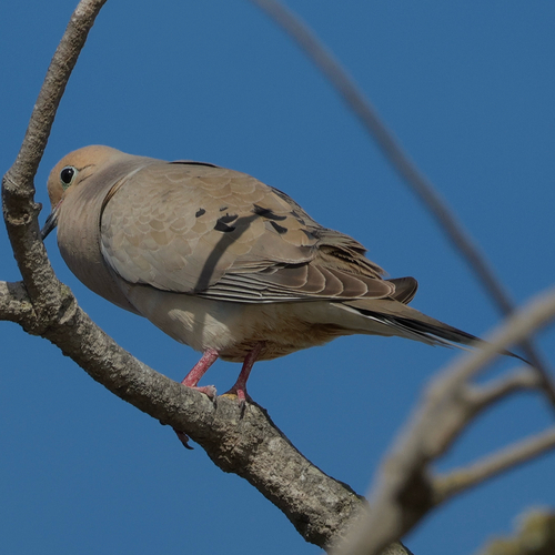 Mourning Dove