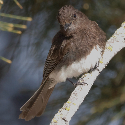 Black Phoebe