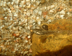 Anaxyrus californicus