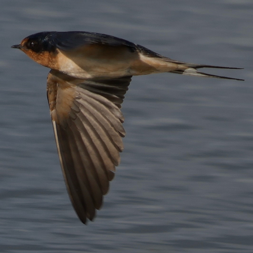 Barn Swallow