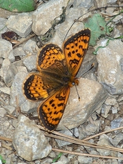 Melitaea jezabel