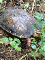 Rhinoclemmys pulcherrima rogerbarbouri