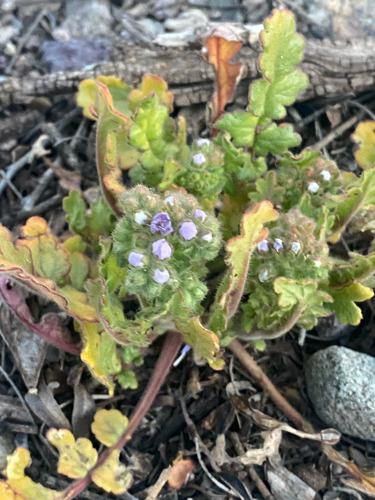 sky-blue phacelia
