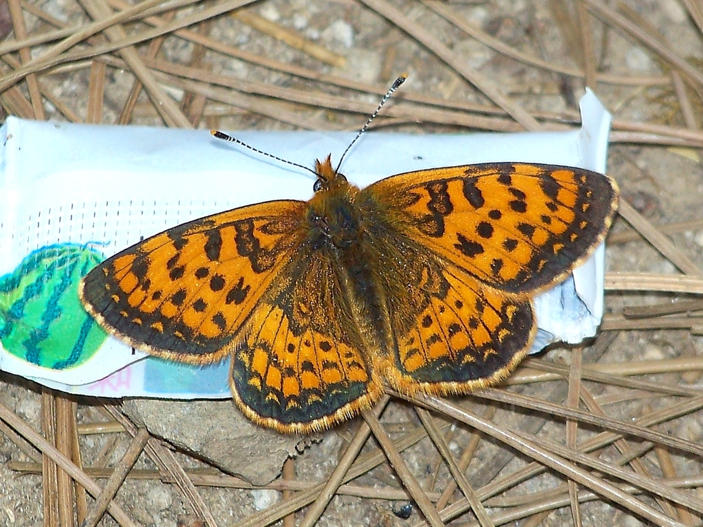 Melitaea jezabel
