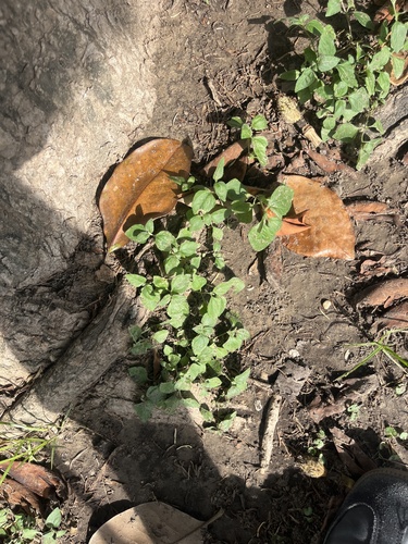 straggler daisy