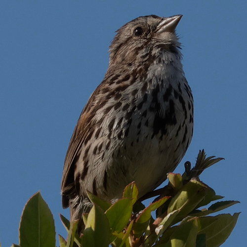Song Sparrow
