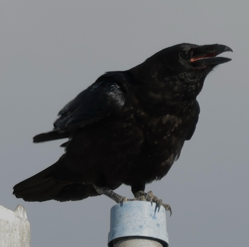 Common Raven