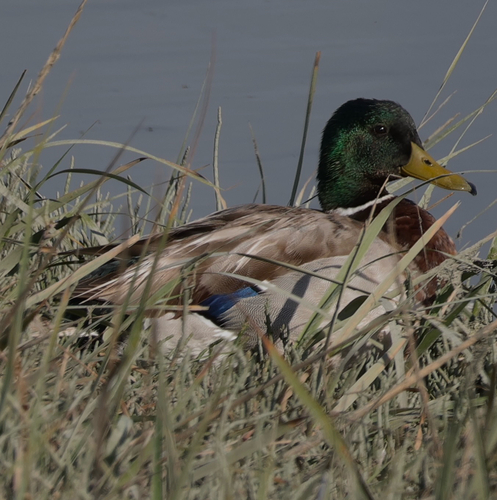 Duck