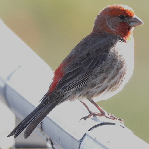 House Finch