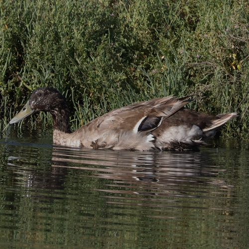 Duck