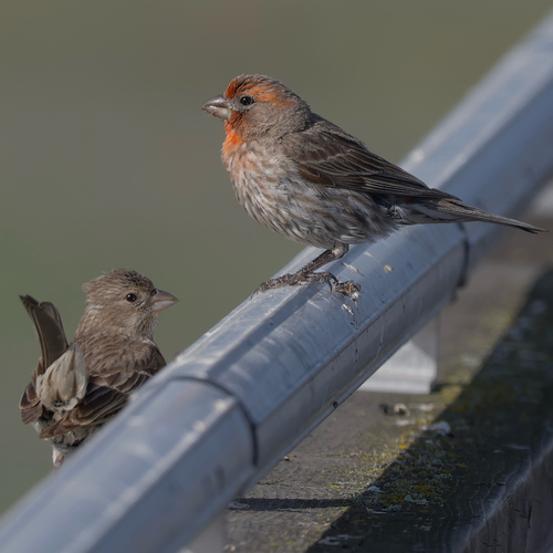 House Finch