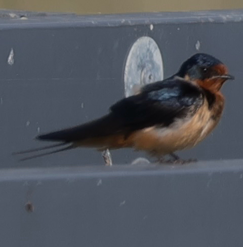 Barn Swallow