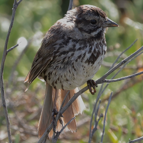 Song Sparrow