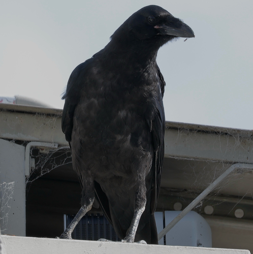 Common Raven
