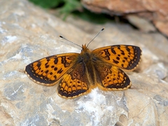Melitaea jezabel