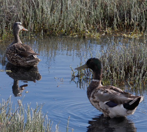 Duck