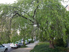 Prunus pendula