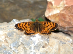 Melitaea jezabel