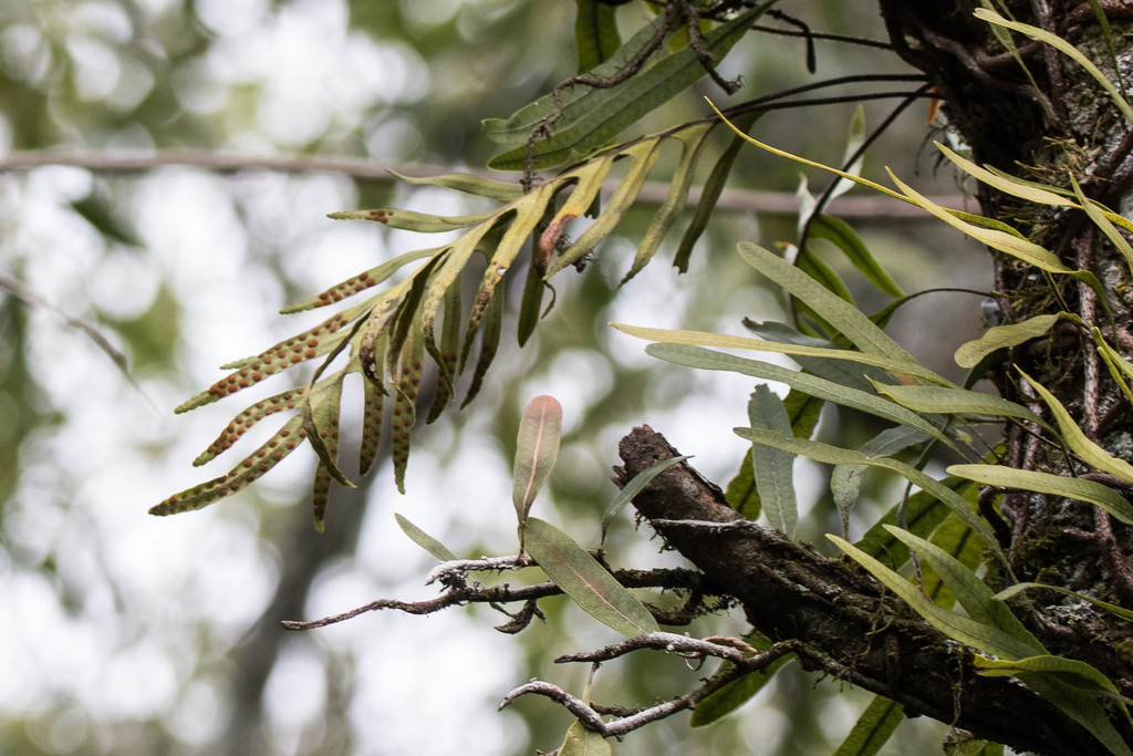 Pleopeltis pleopeltifolia; photograph author not stated, no rights reserved