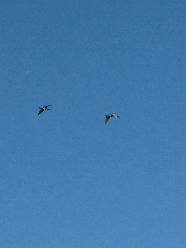 Royal Spoonbill