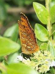 Melitaea jezabel