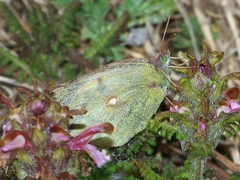 Colias poliographus