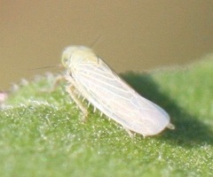 Graminella pallidula