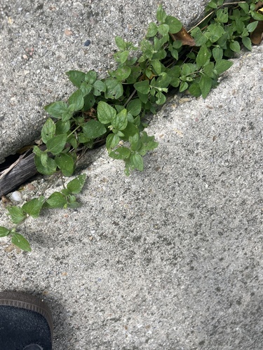 straggler daisy