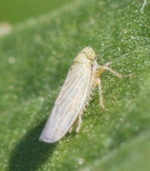 Graminella pallidula