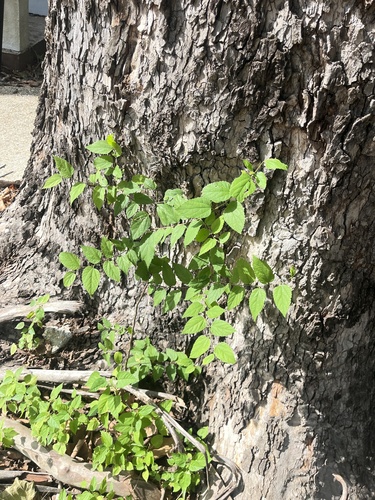 sugar hackberry