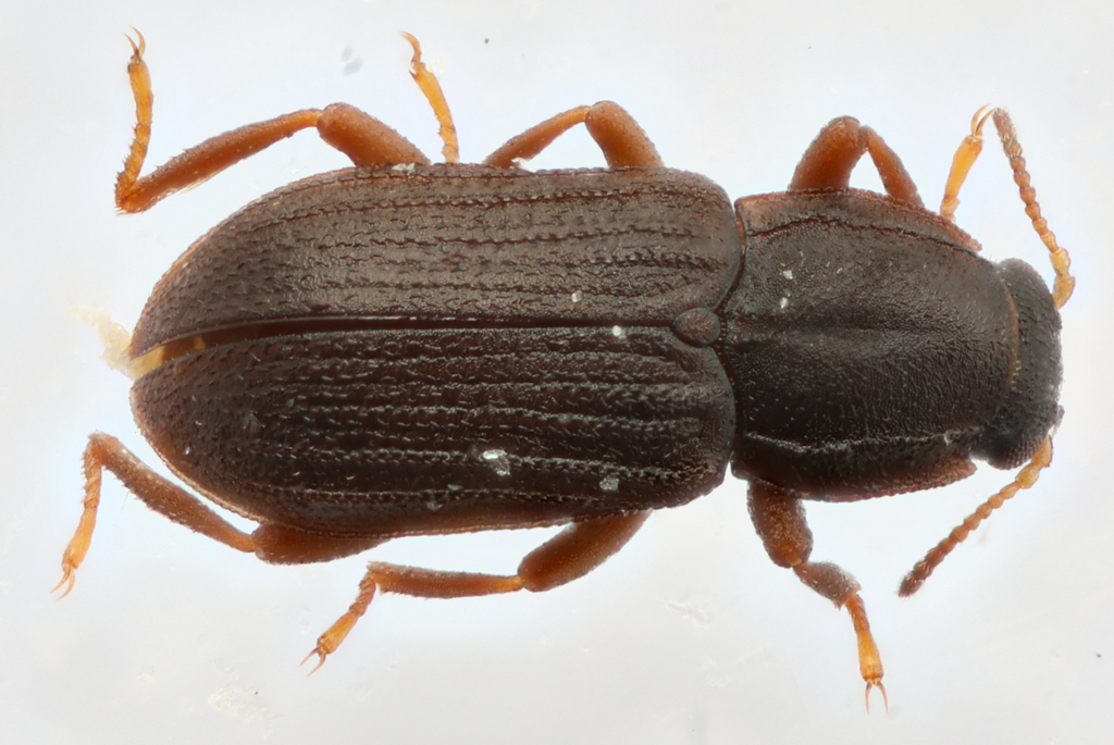 Hexacylloepus danforthi