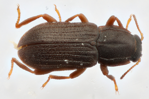Hexacylloepus danforthi
