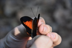 Charaxes zingha