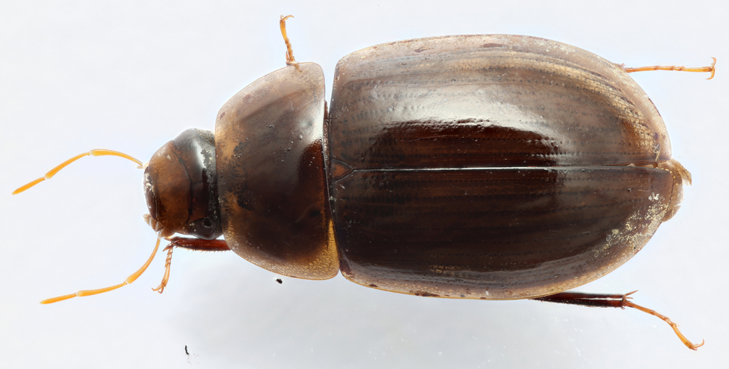 Novochares abbreviatus