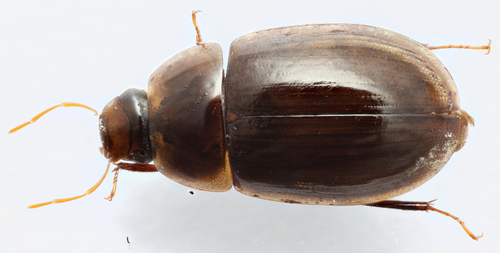 Novochares abbreviatus