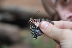 Charaxes zingha