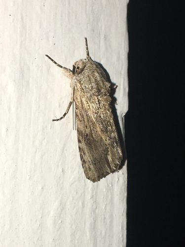 Southern Armyworm Moth photo 5