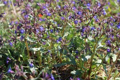 Anchusa stylosa