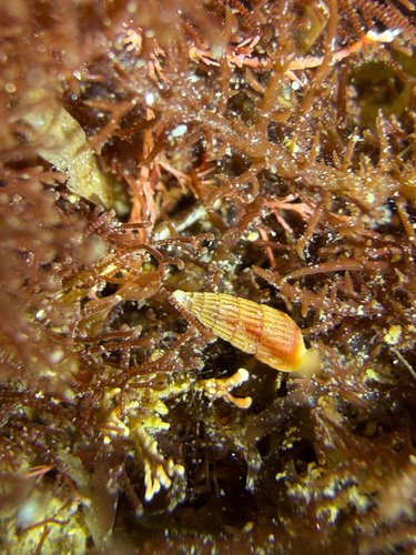 Turbonilla observed 2026-06-19