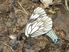 Aporia acraea