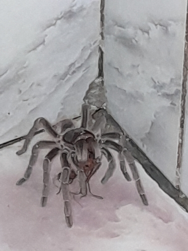 Natal Brown Birdeater