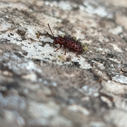 Dicladispa testacea