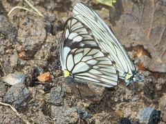 Aporia acraea